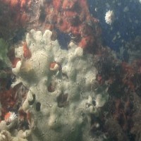 Colonial Sea Squirt sp